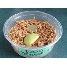 Live Food Meal Worms (12 Pack)